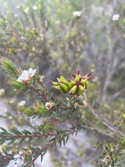 Diosma subulata