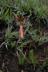 Aloe kniphofioides