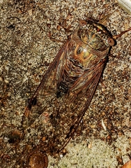 Megatibicen resonans