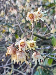 Chimonanthus