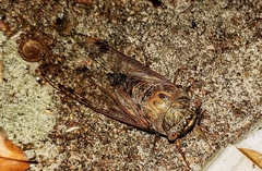 Megatibicen resonans