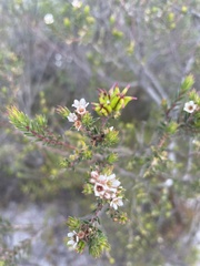 Diosma subulata