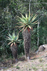 Aloe candelabrum