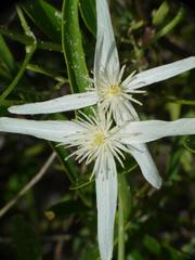 Clematis linearifolia