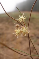 Asclepias aurea