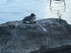 Mergus merganser