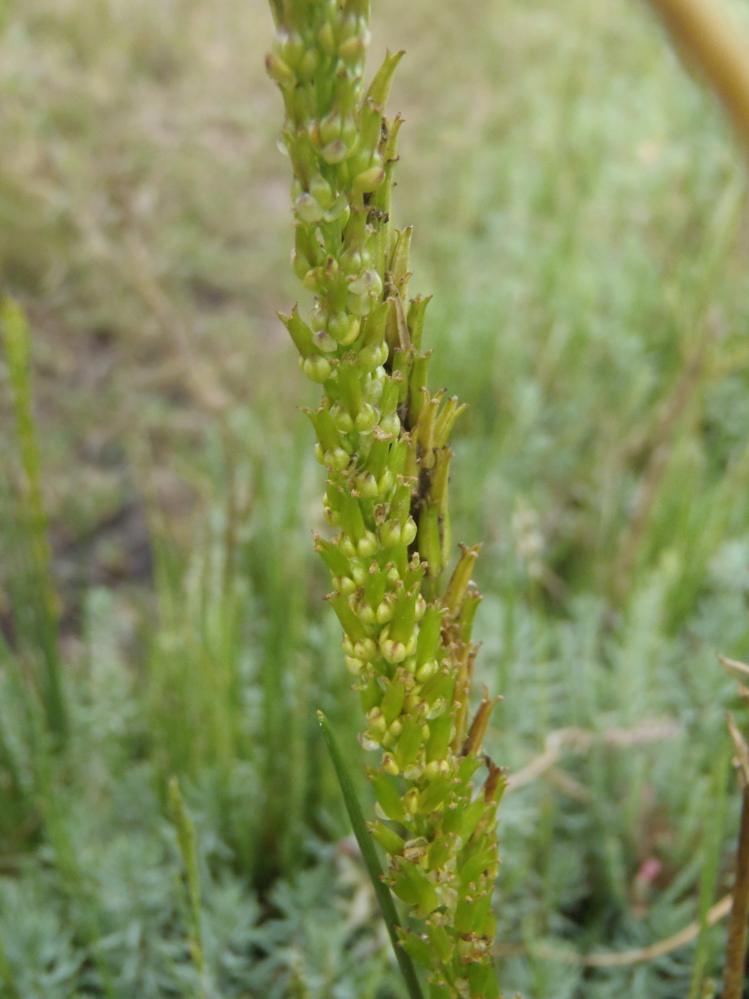 Lower Tidal Arrowgrass (Triglochin buchenaui)