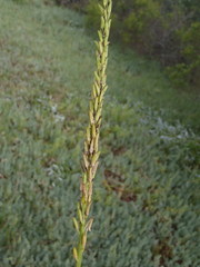 Triglochin buchenaui