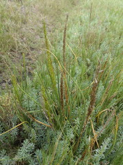 Triglochin buchenaui