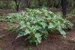 Datura ferox