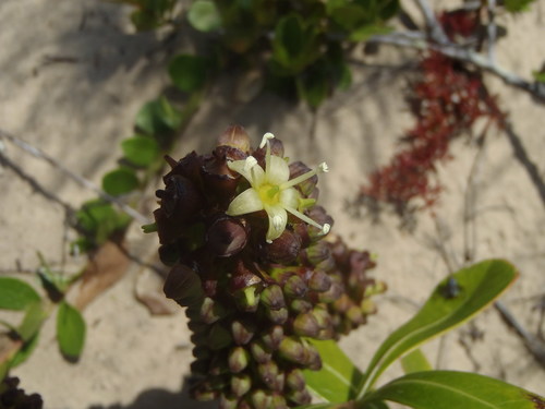 Cussonia thyrsiflora Thunb. 4