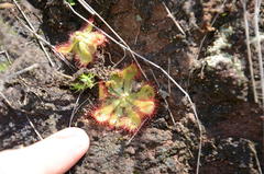 Drosera natalensis