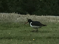 Haematopus ostralegus