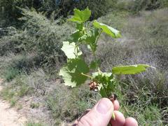 Hibiscus calyphyllus