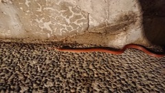 Euprepiophis conspicillata