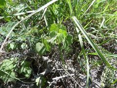 Hibiscus calyphyllus