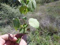 Hibiscus calyphyllus