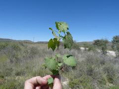 Hibiscus calyphyllus