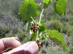Hibiscus calyphyllus