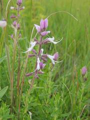 Syncolostemon stenophyllus