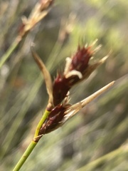 Hypodiscus alboaristatus
