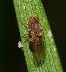 Diptera