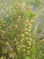 Erica glumiflora