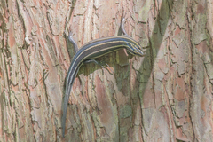 Plestiodon fasciatus