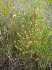 Erica glumiflora