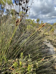 Hypodiscus alboaristatus