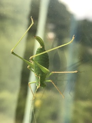 Leptophyes punctatissima