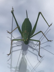 Leptophyes punctatissima