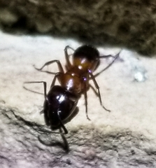 Camponotus americanus