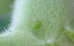 Australomisidia rosea