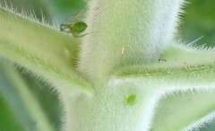 Australomisidia rosea