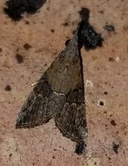 Hypena minualis