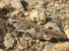 Acrotylus insubricus