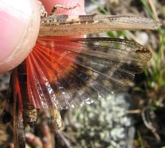 Acrotylus insubricus