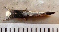 Tinea occidentella