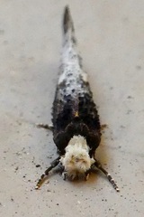 Tinea occidentella