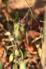 Eranthemum roseum