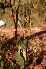 Eranthemum roseum