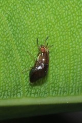 Steganopsis melanogaster