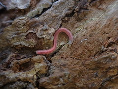 Gosodesmus claremontus