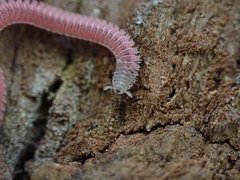 Gosodesmus claremontus