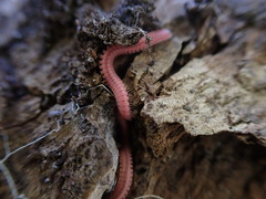 Gosodesmus claremontus