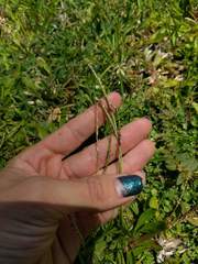 Eremochloa ophiuroides