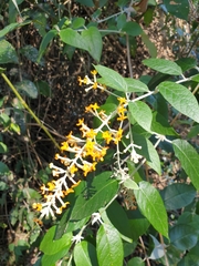 Buddleja madagascariensis