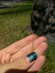 Eremochloa ophiuroides