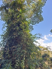 Buddleja madagascariensis
